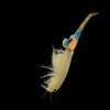 Zabronozka letni - Branchipus schaefferi - Fairy Shrimp 5490